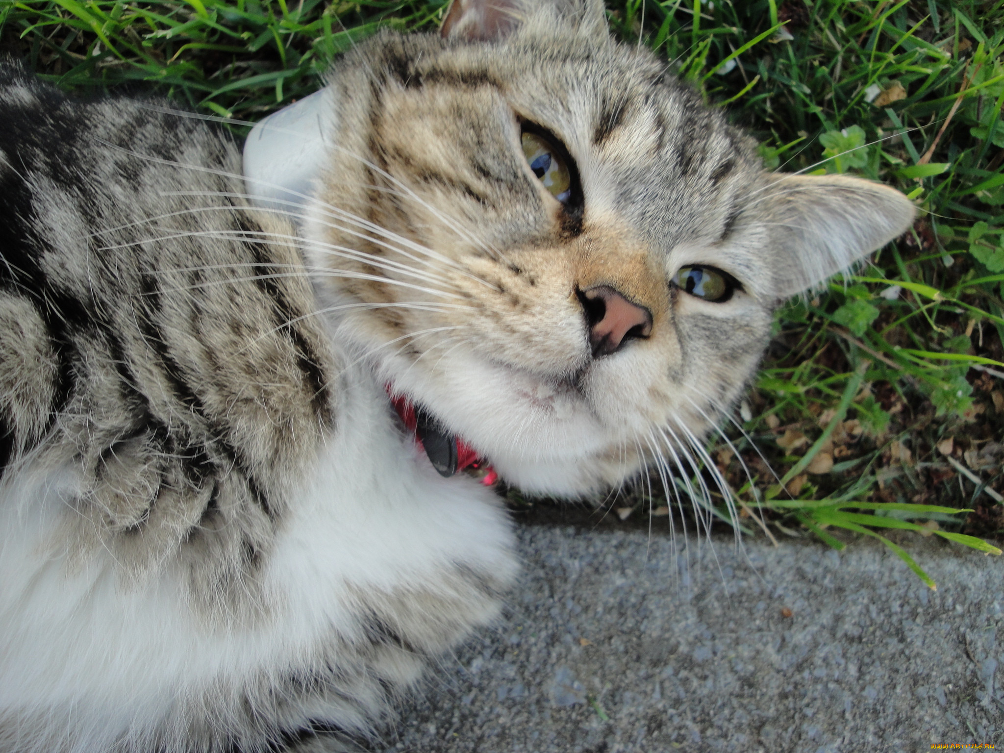 , , cat